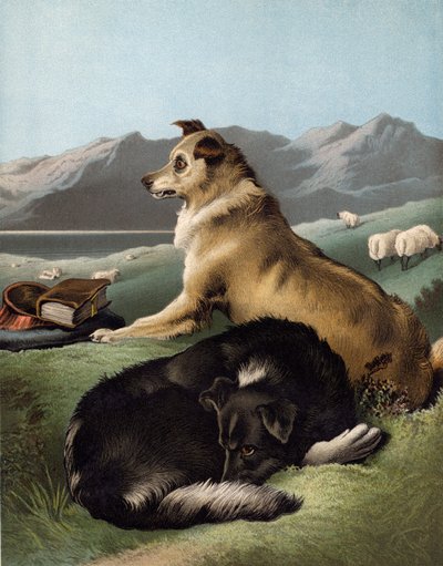 كلاب الكولي بواسطة إدوين بعد Landseer